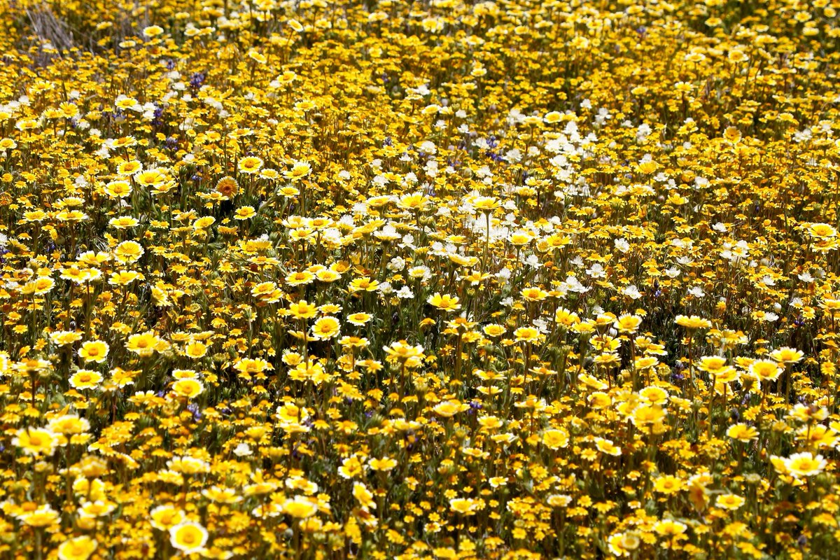 CA State Parks tweet media