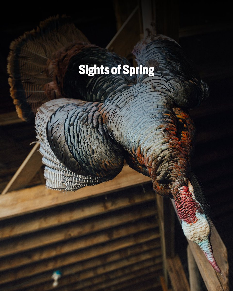 First Lite tweet media