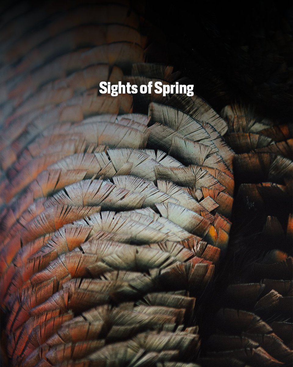 First Lite tweet media