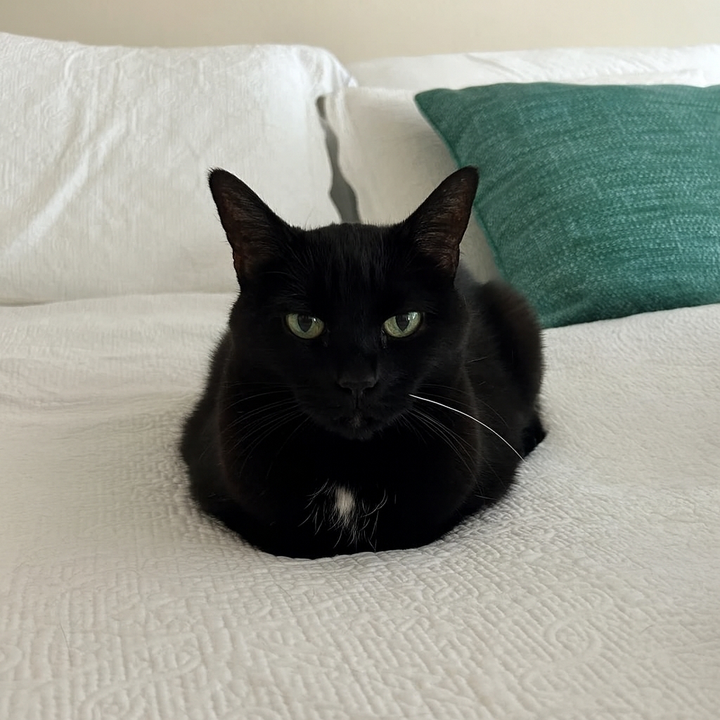 TheStellaHall's tweet photo. I have the cutest work-from-home coworkers ever. Jasmine🐈 keeps things lively by playing in boxes and Luna🐈‍⬛ judges my work... and me.

#workfromhome #cats https://t.co/Gu7PTblxSv