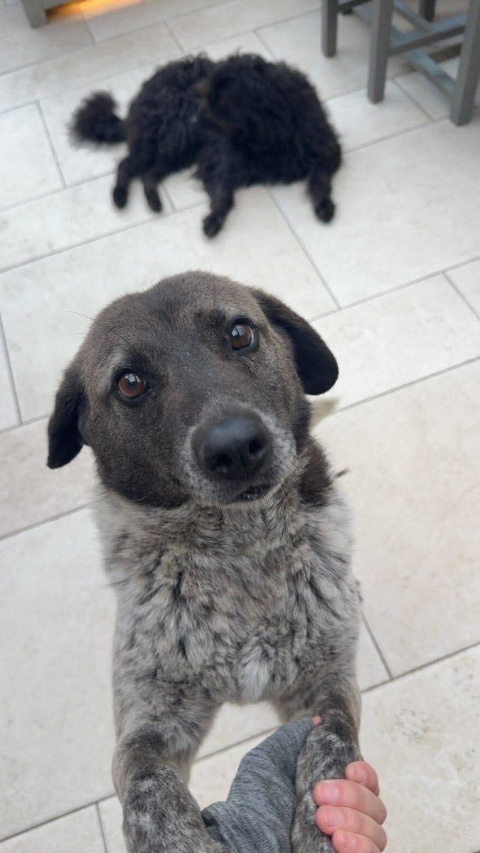 Pawprints to Freedom Rescue🐾 tweet media