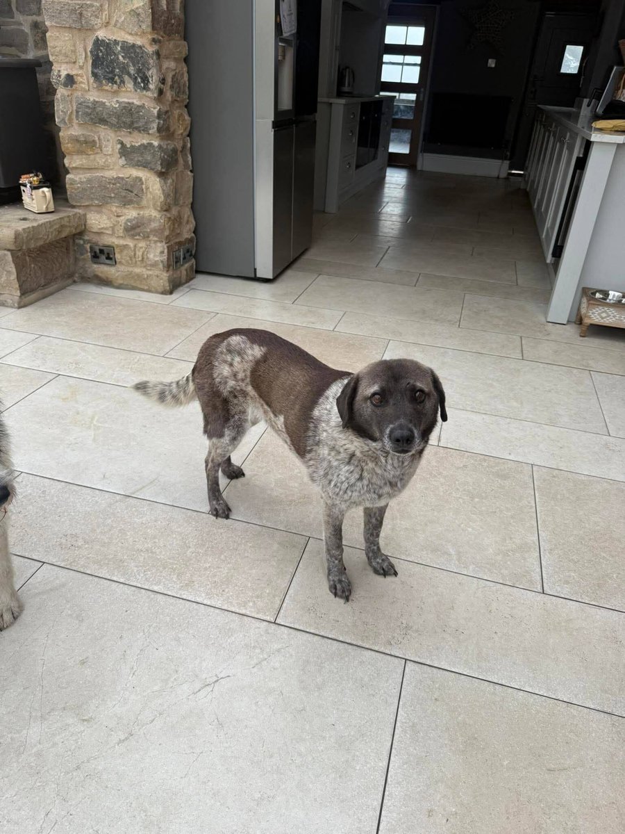 Pawprints to Freedom Rescue🐾 tweet media