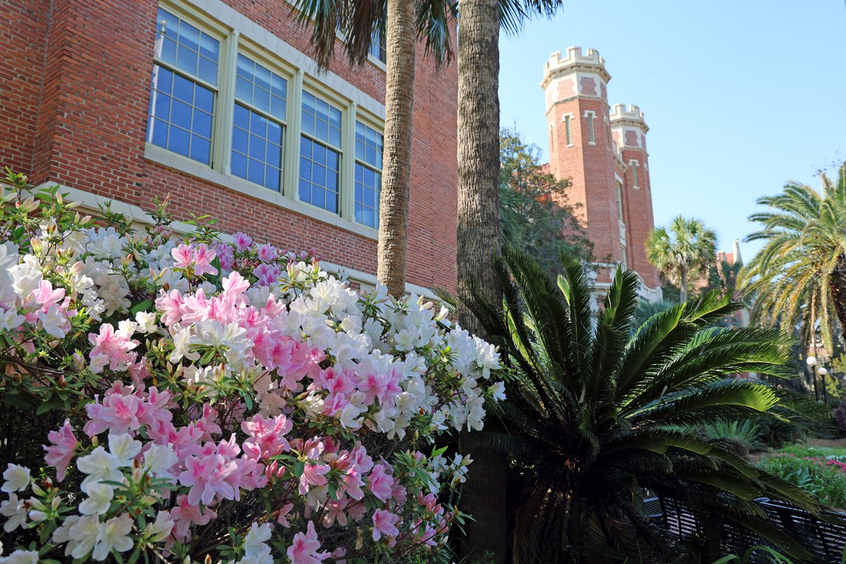 Florida State University tweet media