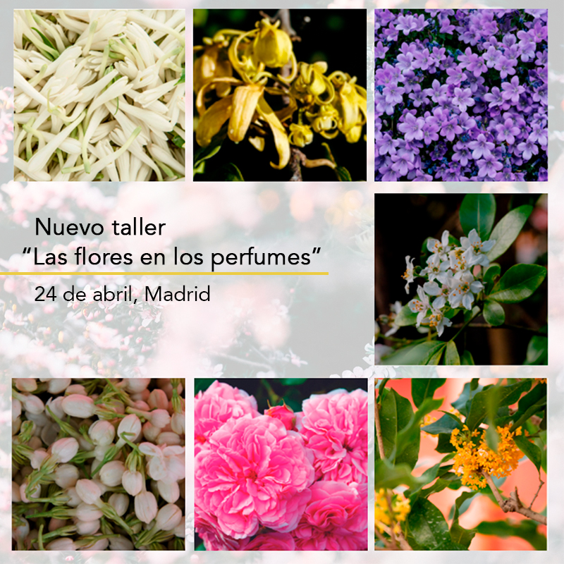 Academia del Perfume tweet media