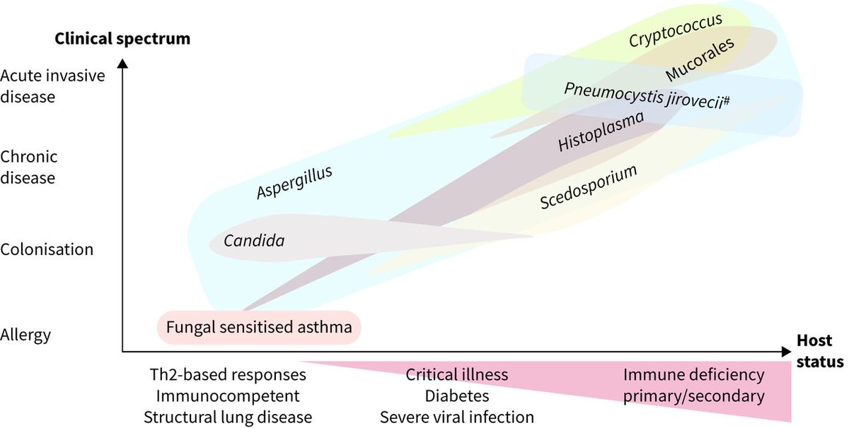 ERSpublications's tweet photo. Breathe: We breathe in spores daily, but pulmonary mycoses are often missed. Smarter diagnostics, timely therapy and new antifungals can save lives, if paired with careful stewardship. https://t.co/KZwgXUDhY7 https://t.co/ojmFsKGFrI