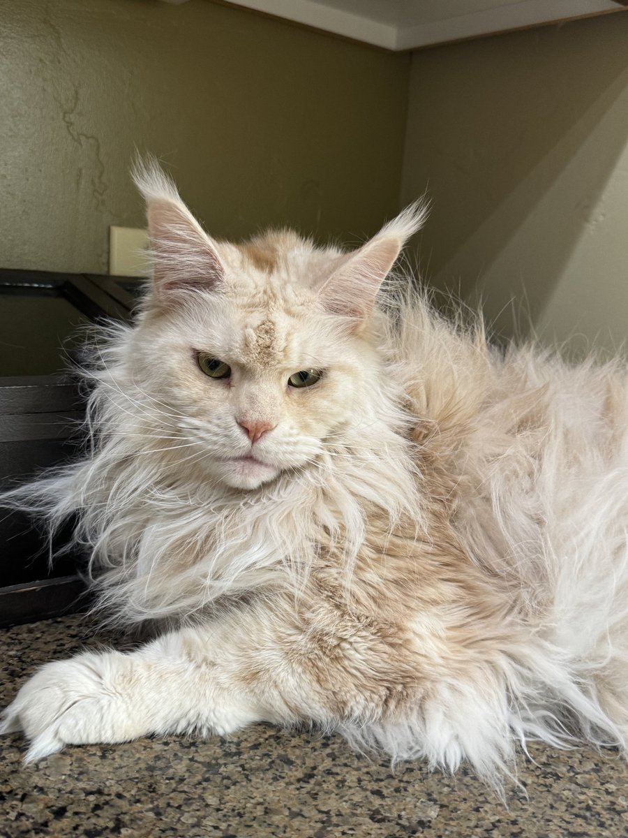 stormed❓LVFC tweet media