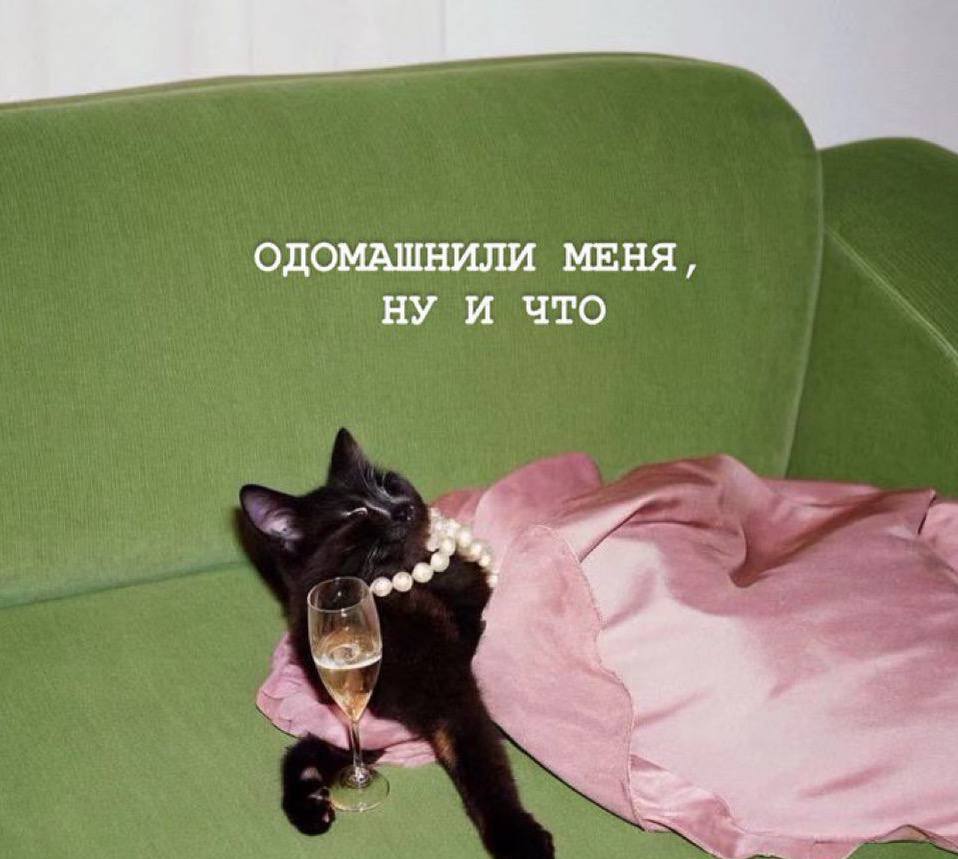 catsilcats's tweet photo. не вижу минусов https://t.co/1cBnq22sbd