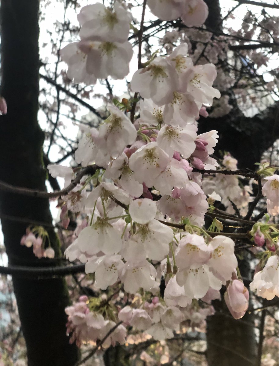 Miss Beatrice tweet media