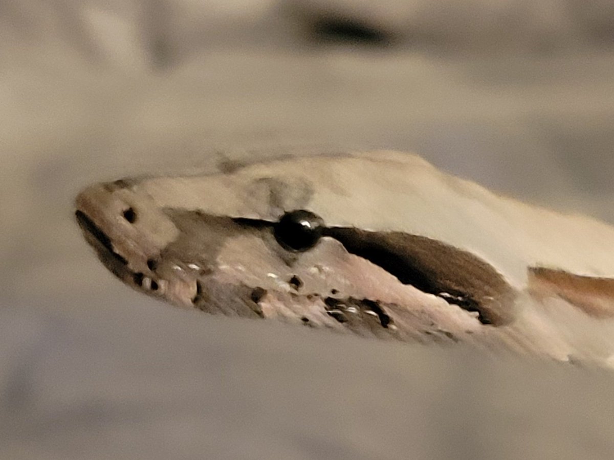 Torres4 (I support 🏳️⚧️🏳️🌈) tweet media