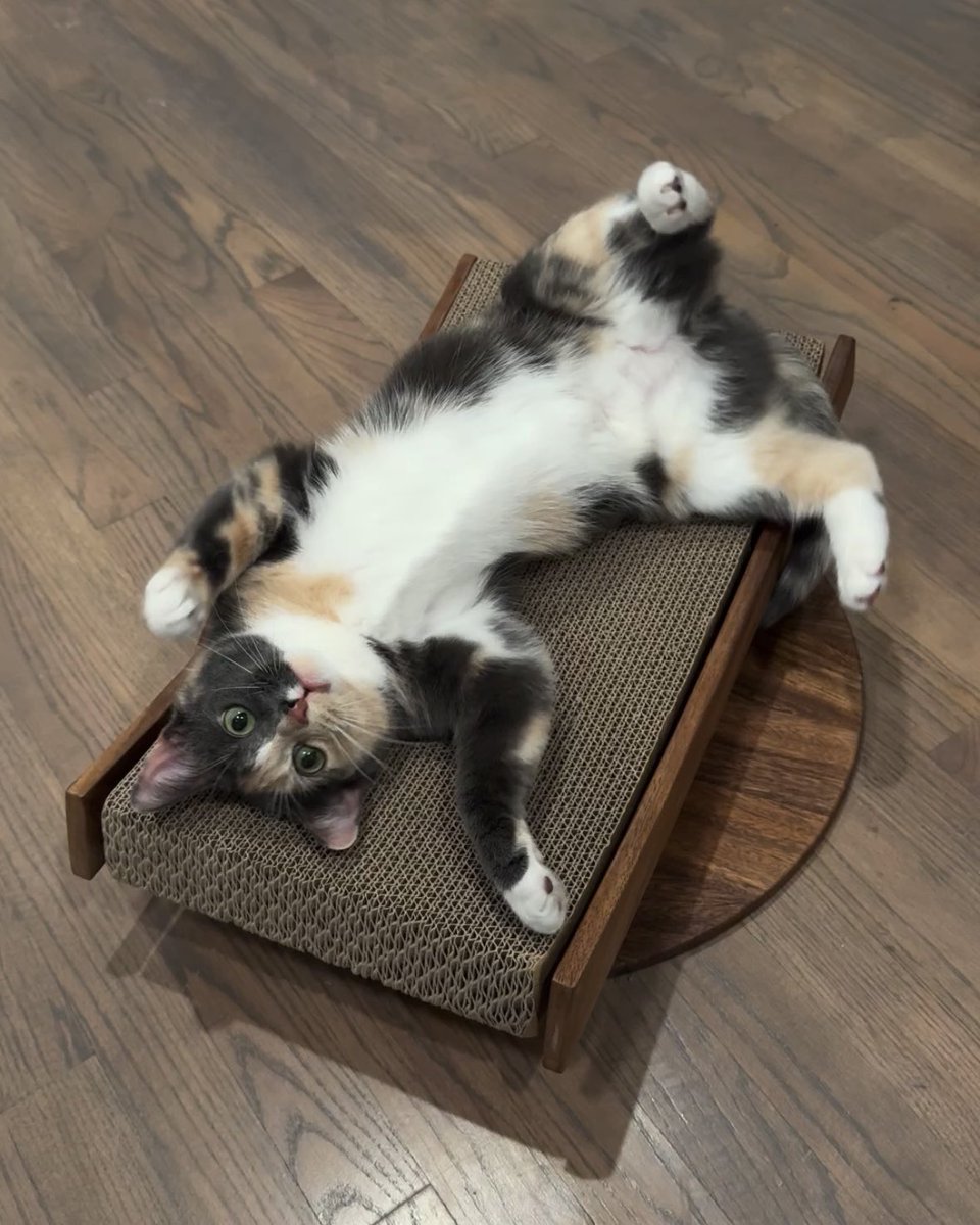 blossomthecat tweet media