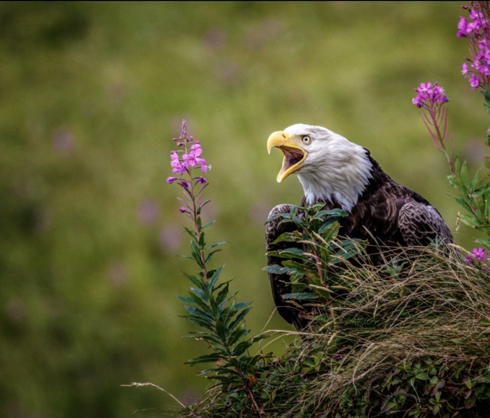 Jeff Schultz tweet media