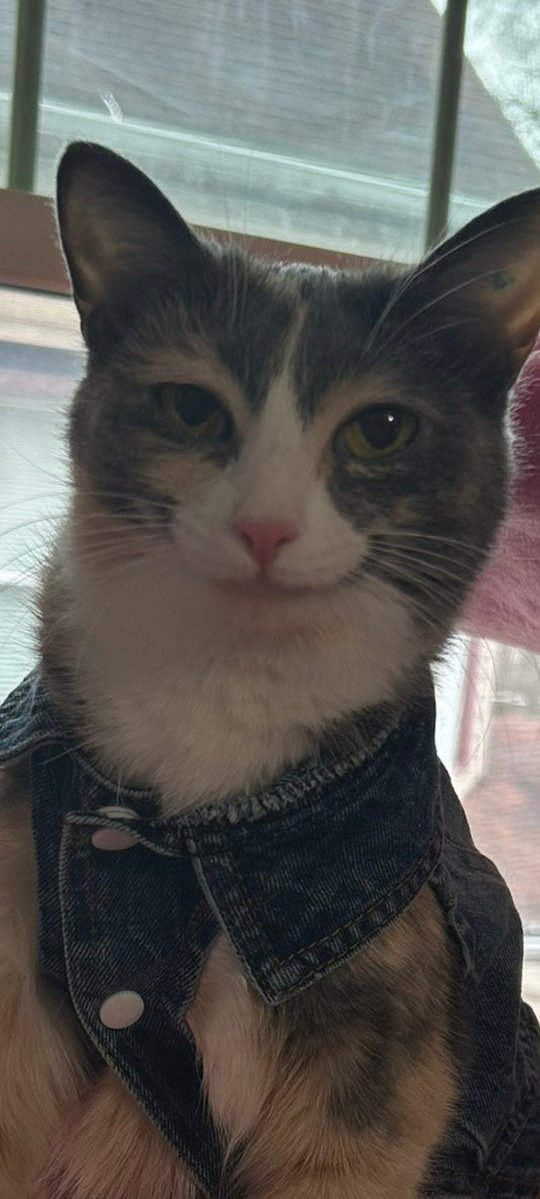 kwiczoł. tweet media