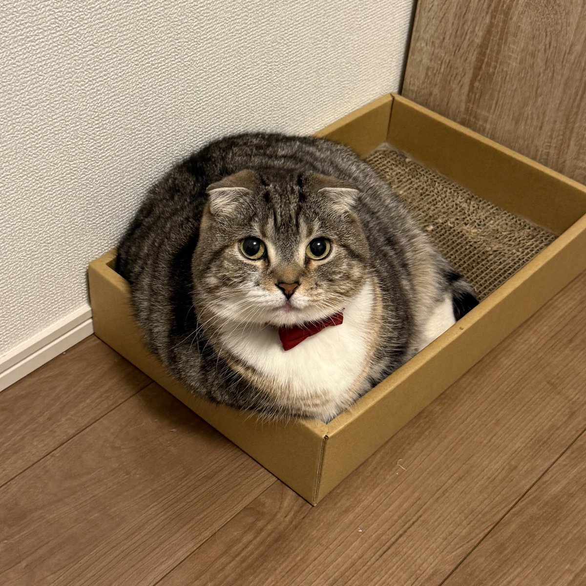 ねこぞー tweet media