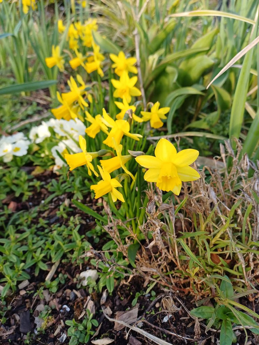 VIP-Pass Community Project SC043687 tweet media