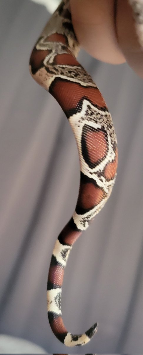 Torres4 (I support 🏳️⚧️🏳️🌈) tweet media