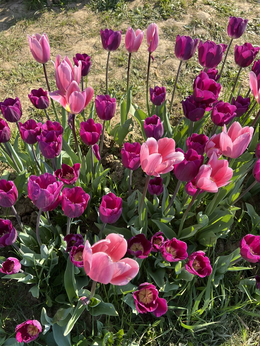io amo i tulipani
