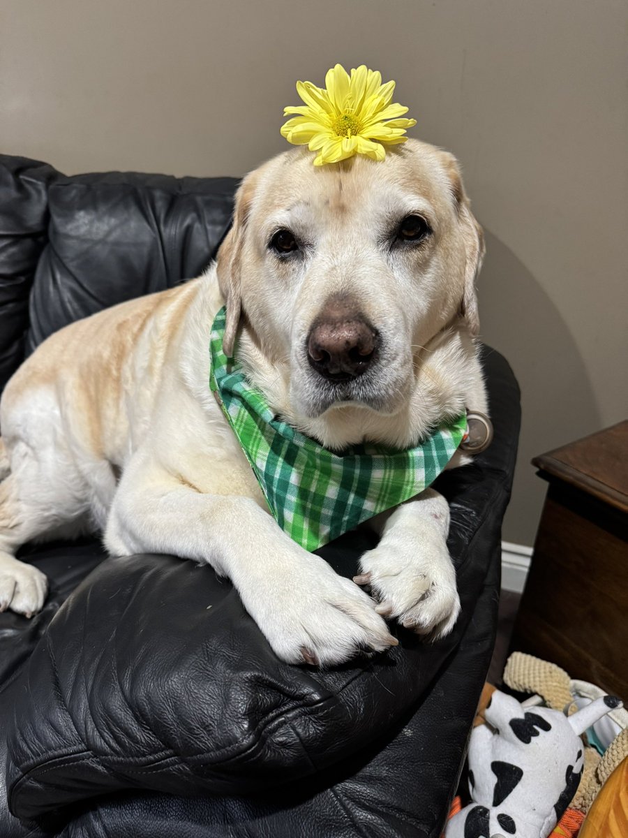 💛 Linda 👩 & Daisy 🦮 💛 tweet media