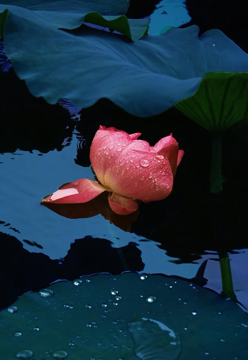 hado-doody tweet media