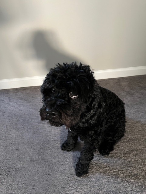 DogsOfKFF tweet media