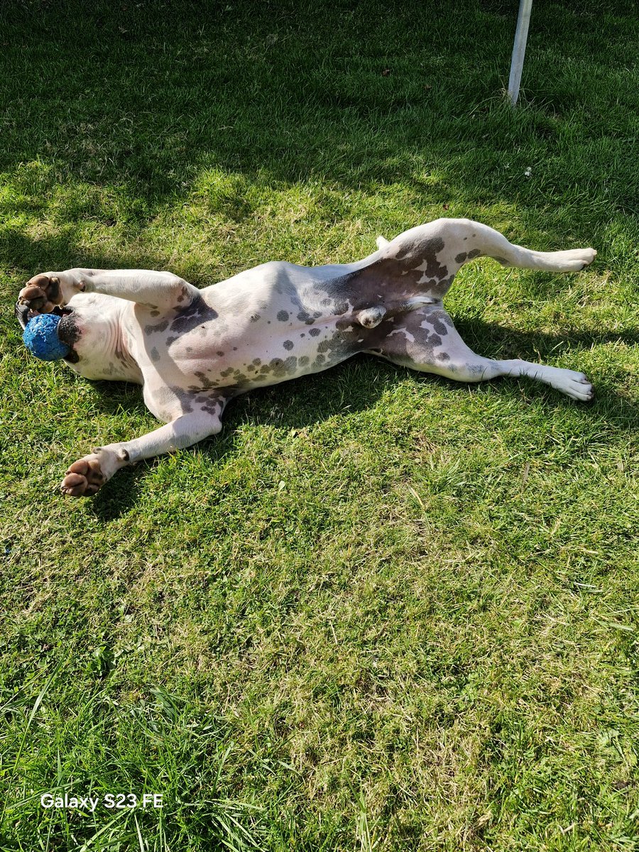 Alfie solomons tweet media