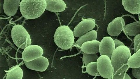 NASA Science tweet media