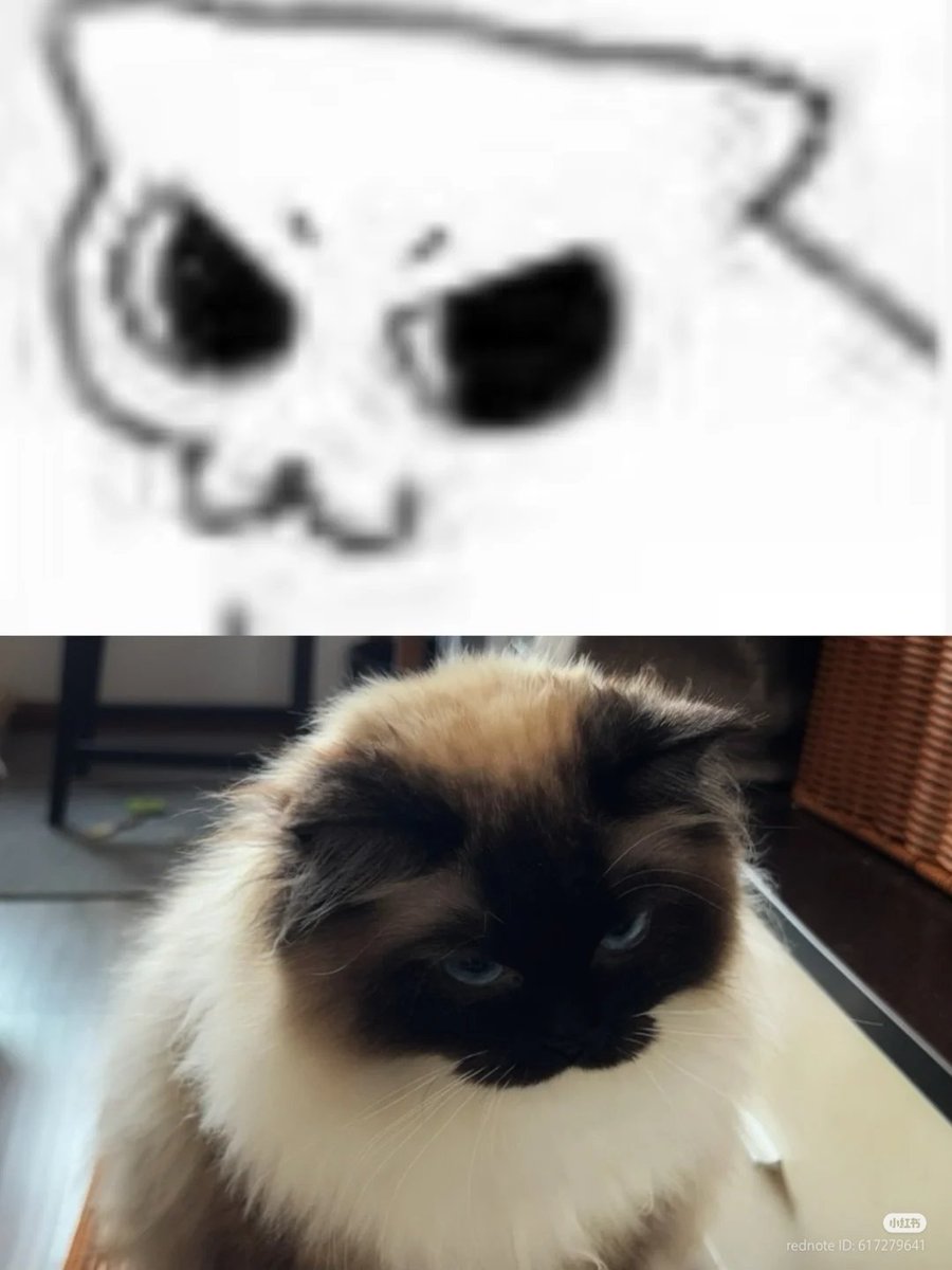 No Context Cats tweet media