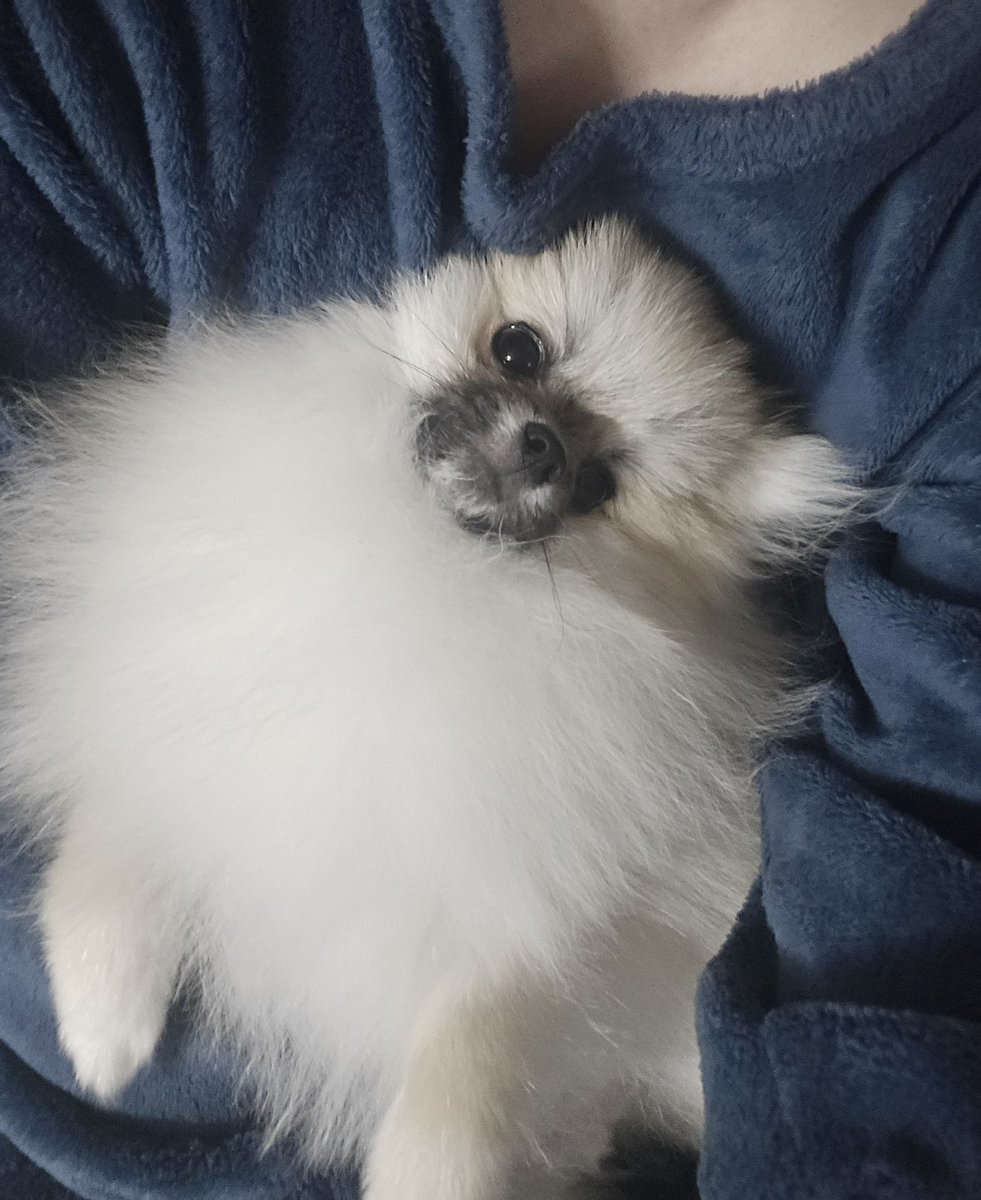 구몽링 tweet media