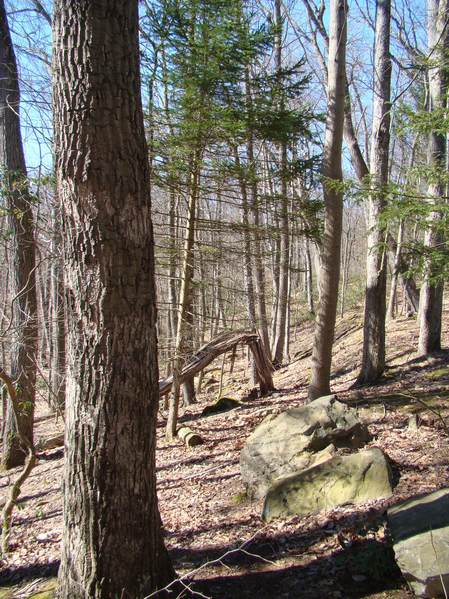 Christian in the Woods 🍃🌳🍁🌨️ tweet media