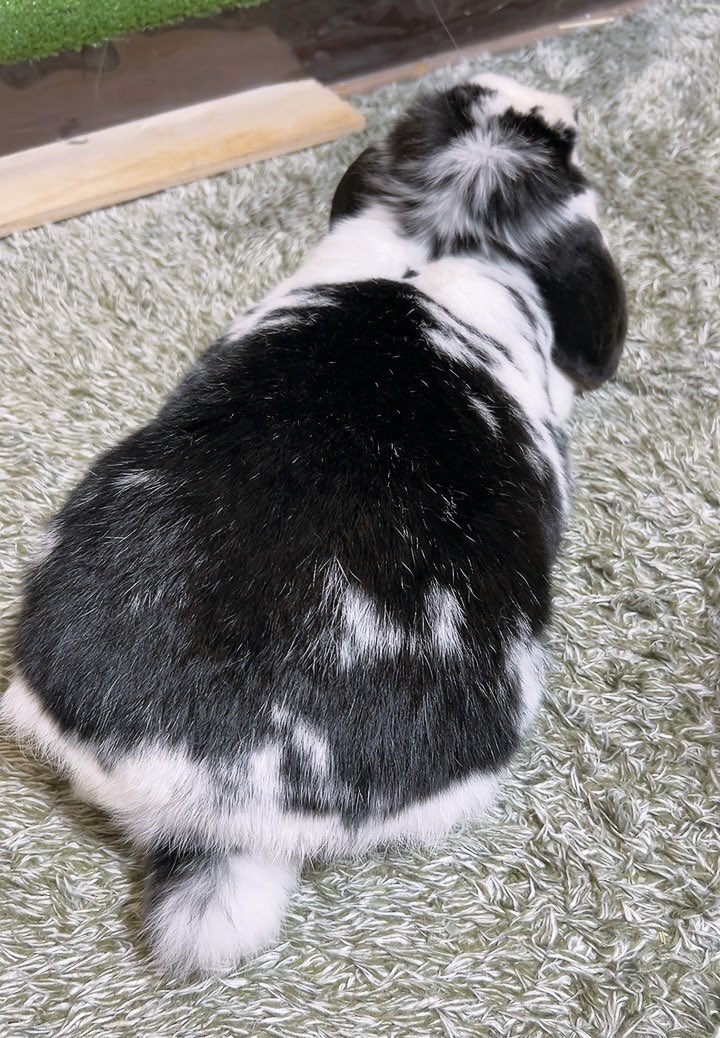 うしうさぎ🐄もぷ tweet media