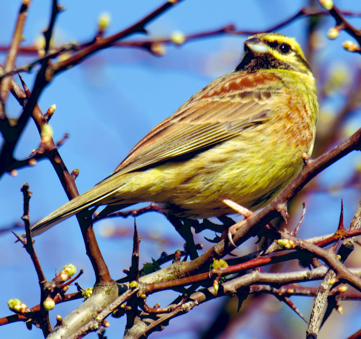 Tim Ridgeway tweet media