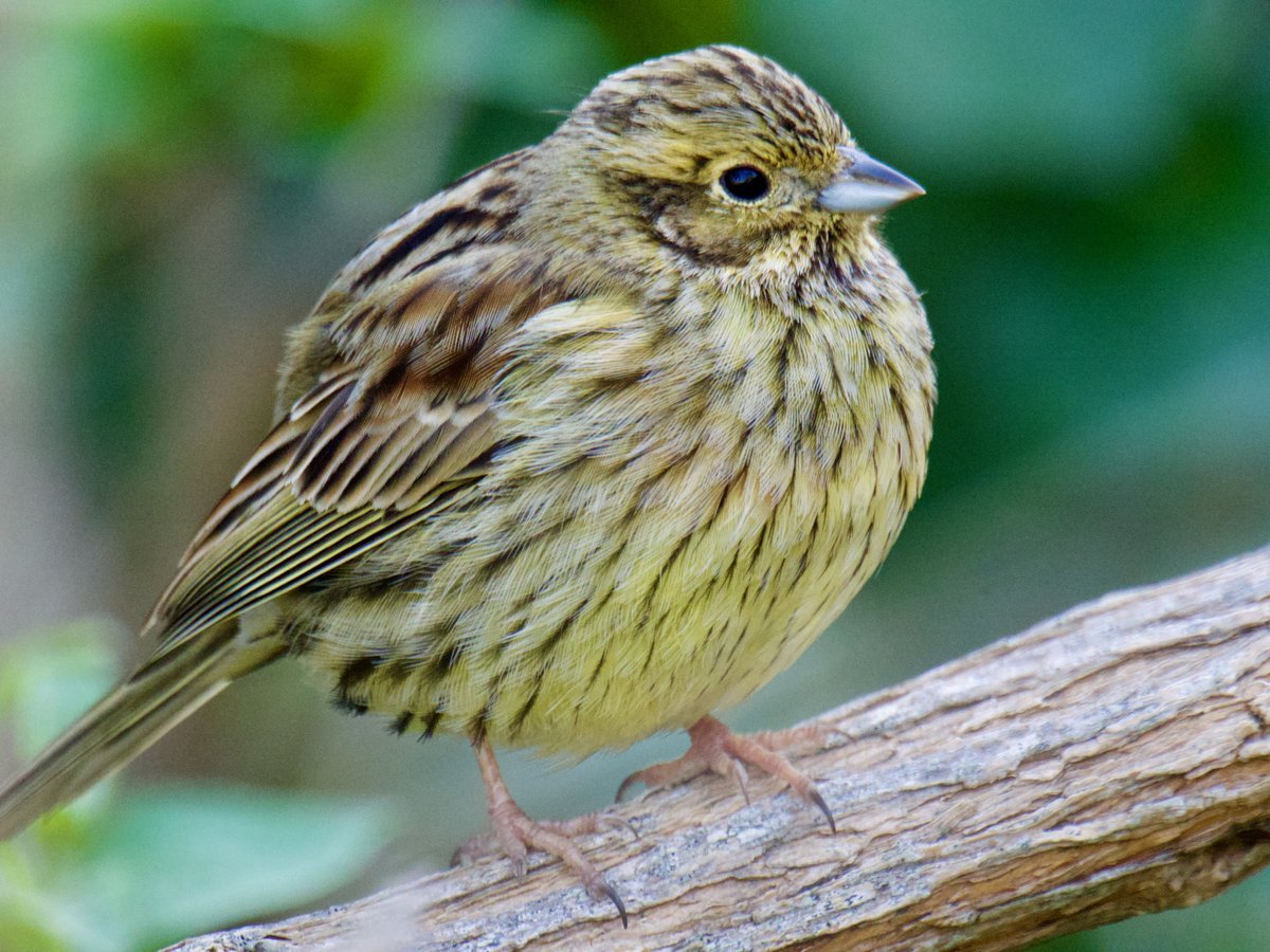 Tim Ridgeway tweet media