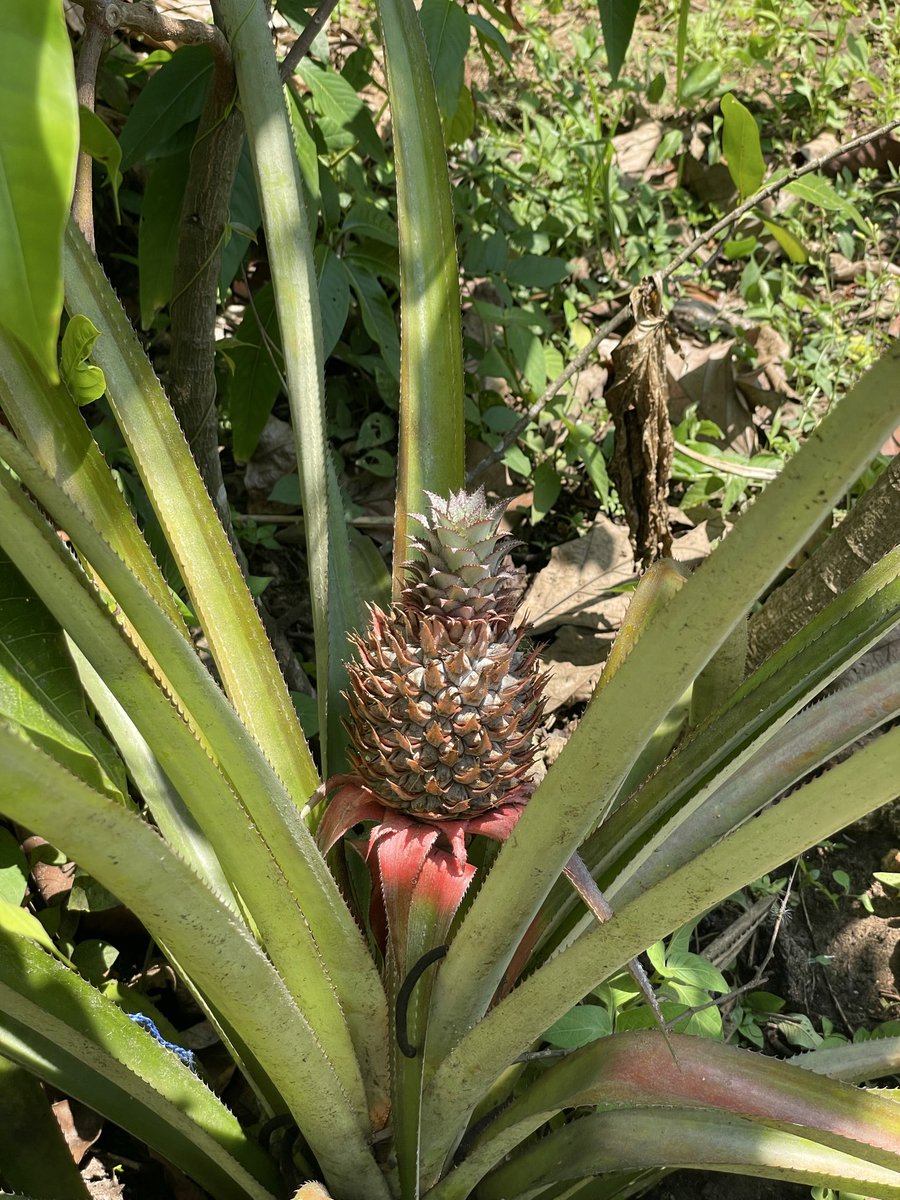 ADIfications tweet media