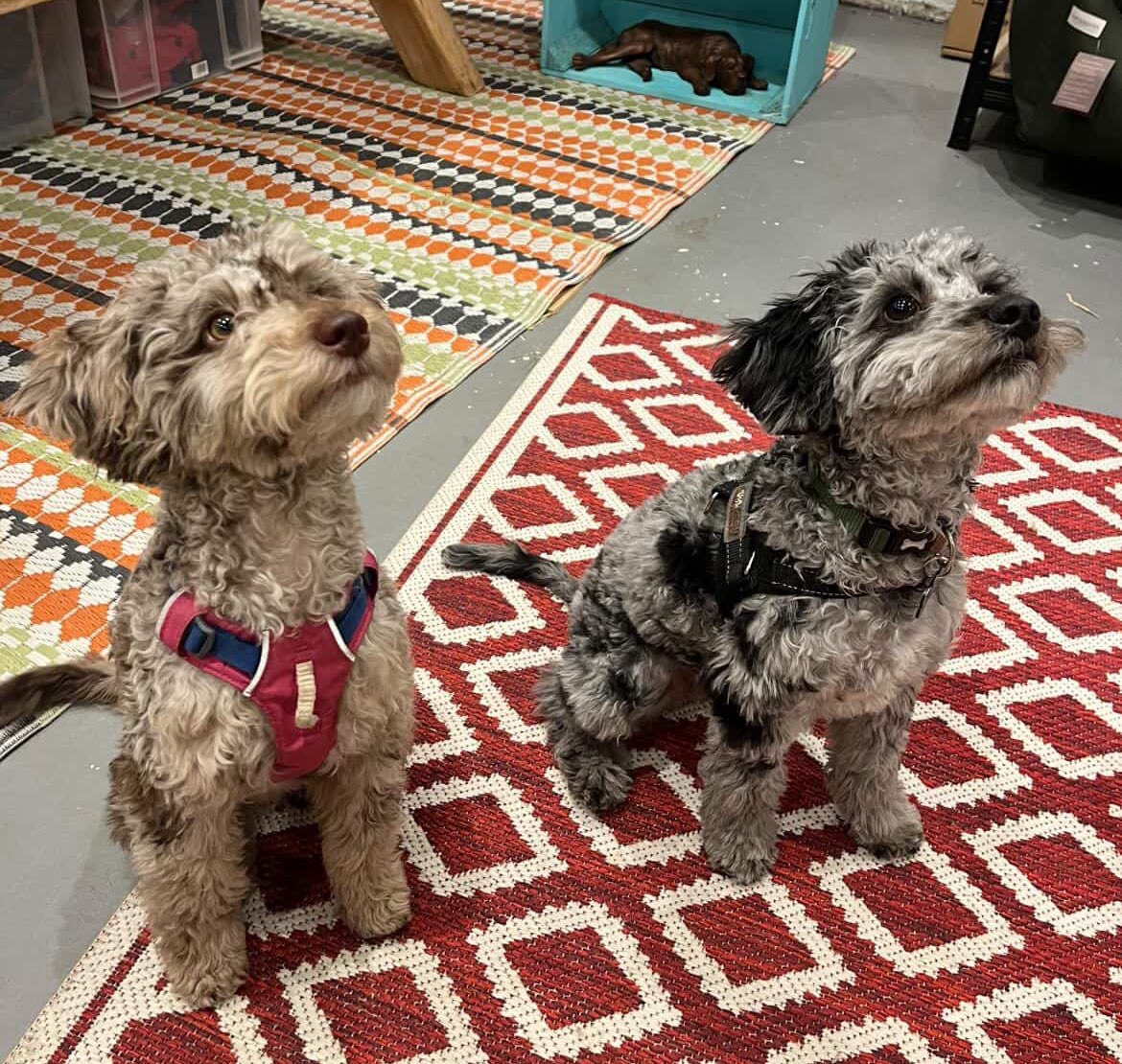 BeMoreBob tweet media