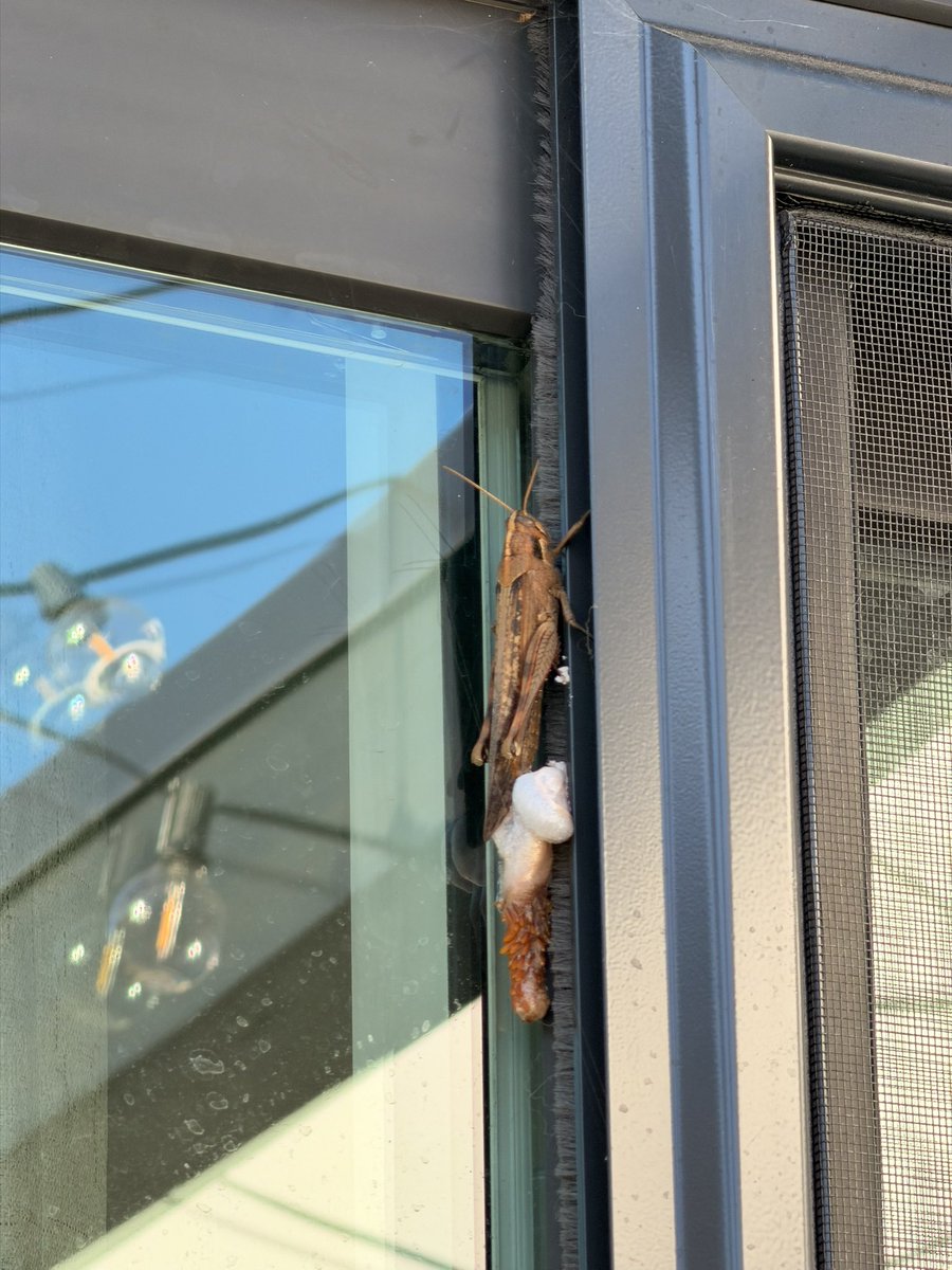 Gigi 🇻🇪 tweet media