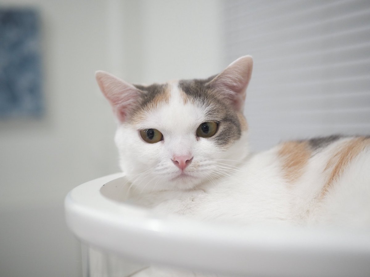 พิญ่าไม่วีนนน