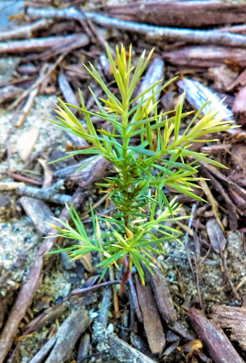 David (Here4theDumpsterFire) Stanley tweet media