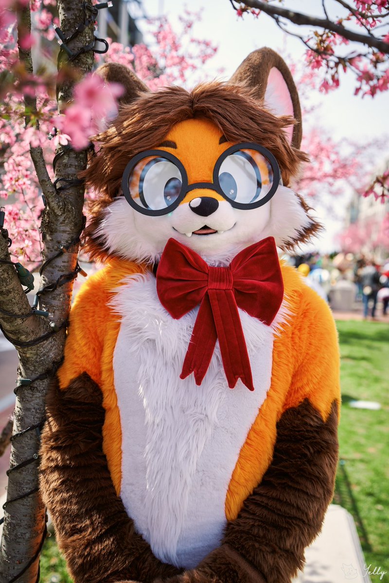 Taylor! 🦊🎀 tweet media