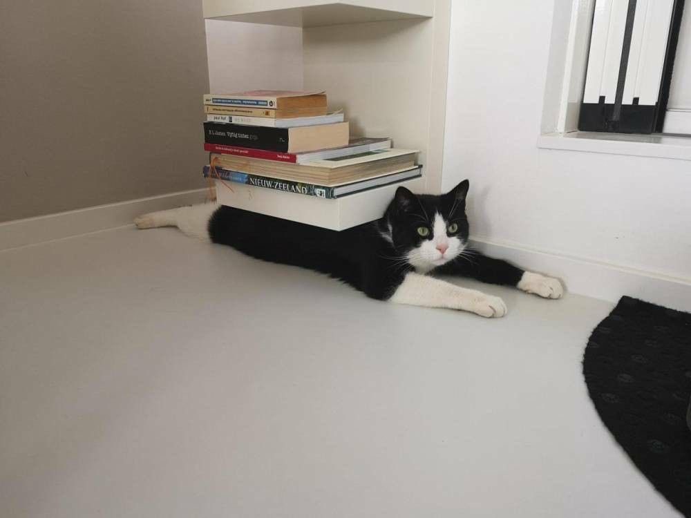 No Cats No Life (@nocatsnolife_m) on Twitter photo 