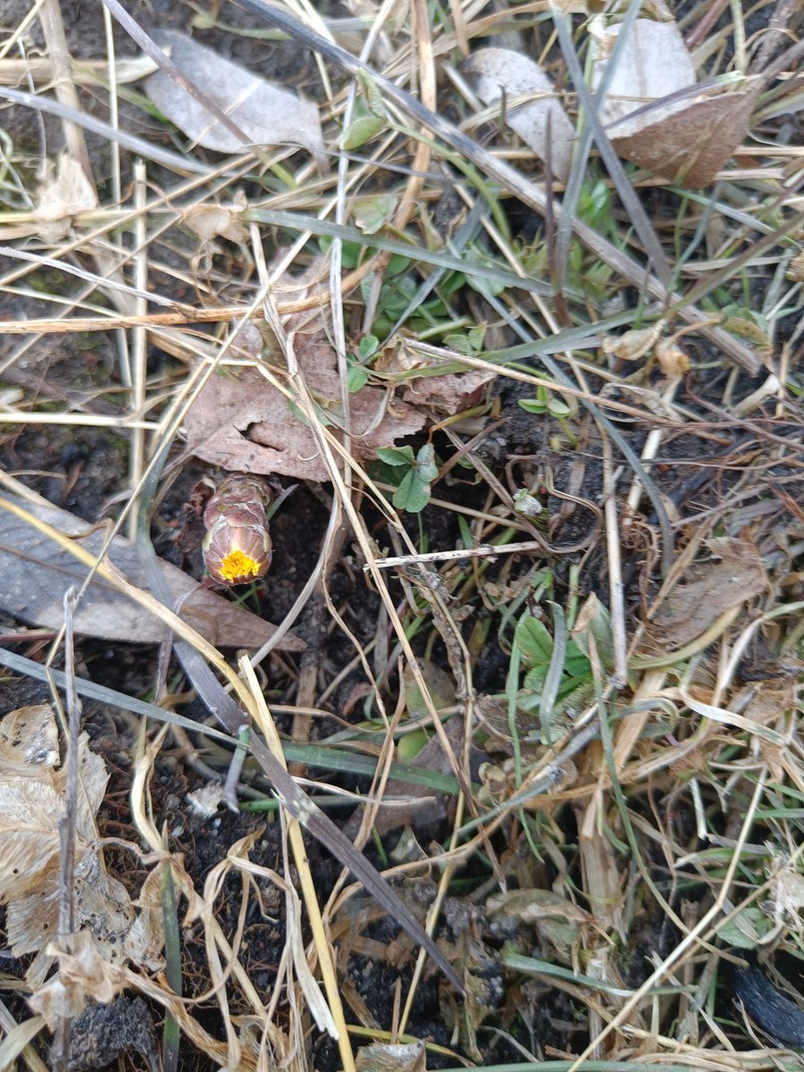 Ja kaksi kevään airuetta😍