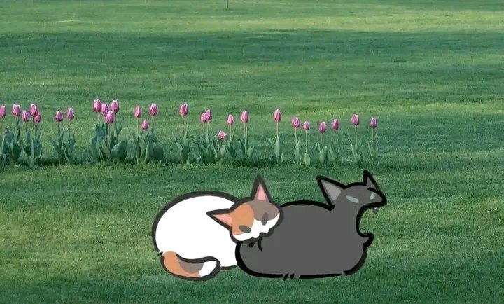 No Context Cats tweet media