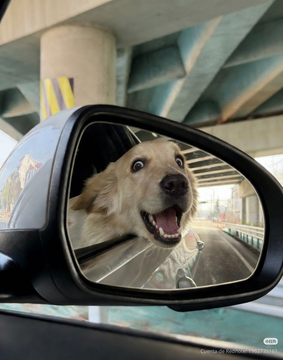 daily post tweet media