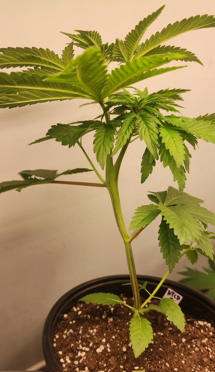 GENETICS 101 tweet media