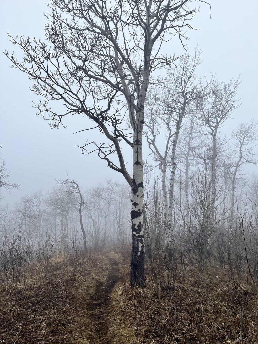 michelle d tweet media