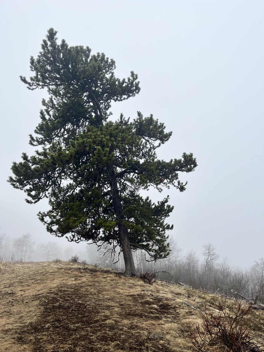 michelle d tweet media