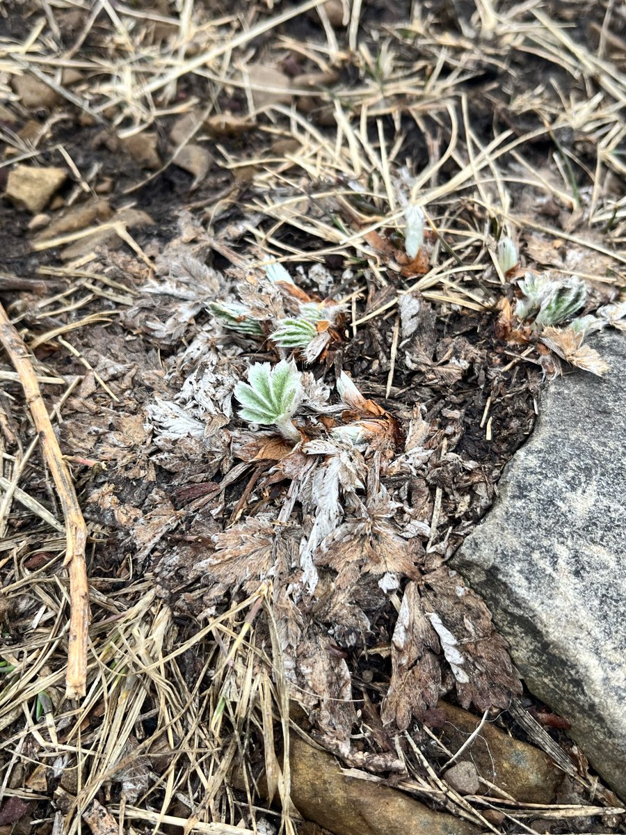 michelle d tweet media