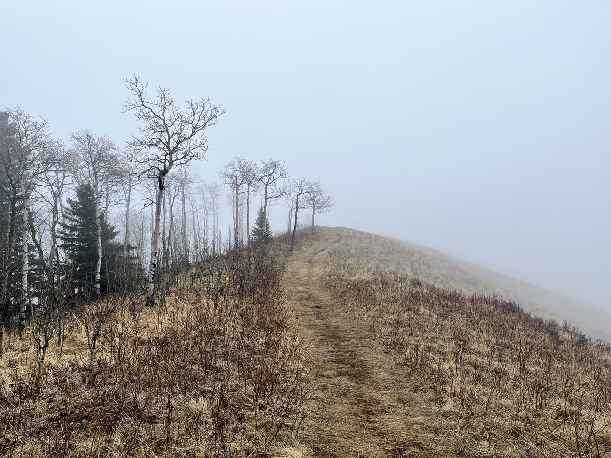 michelle d tweet media