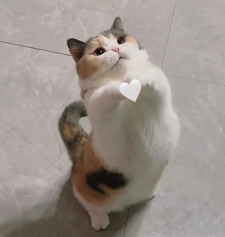 No Context Cats tweet media