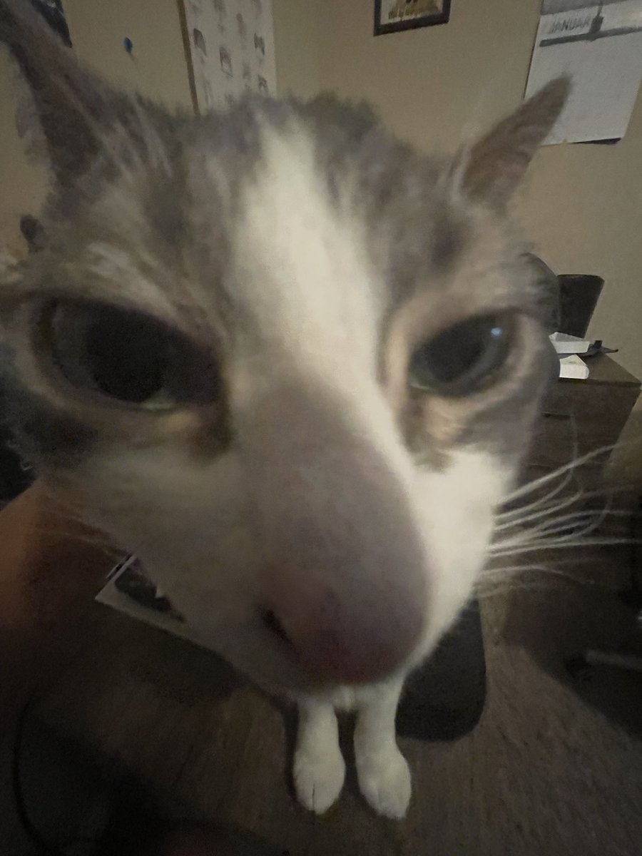 Mix the Cattt (COMMS 25% OFF) tweet media