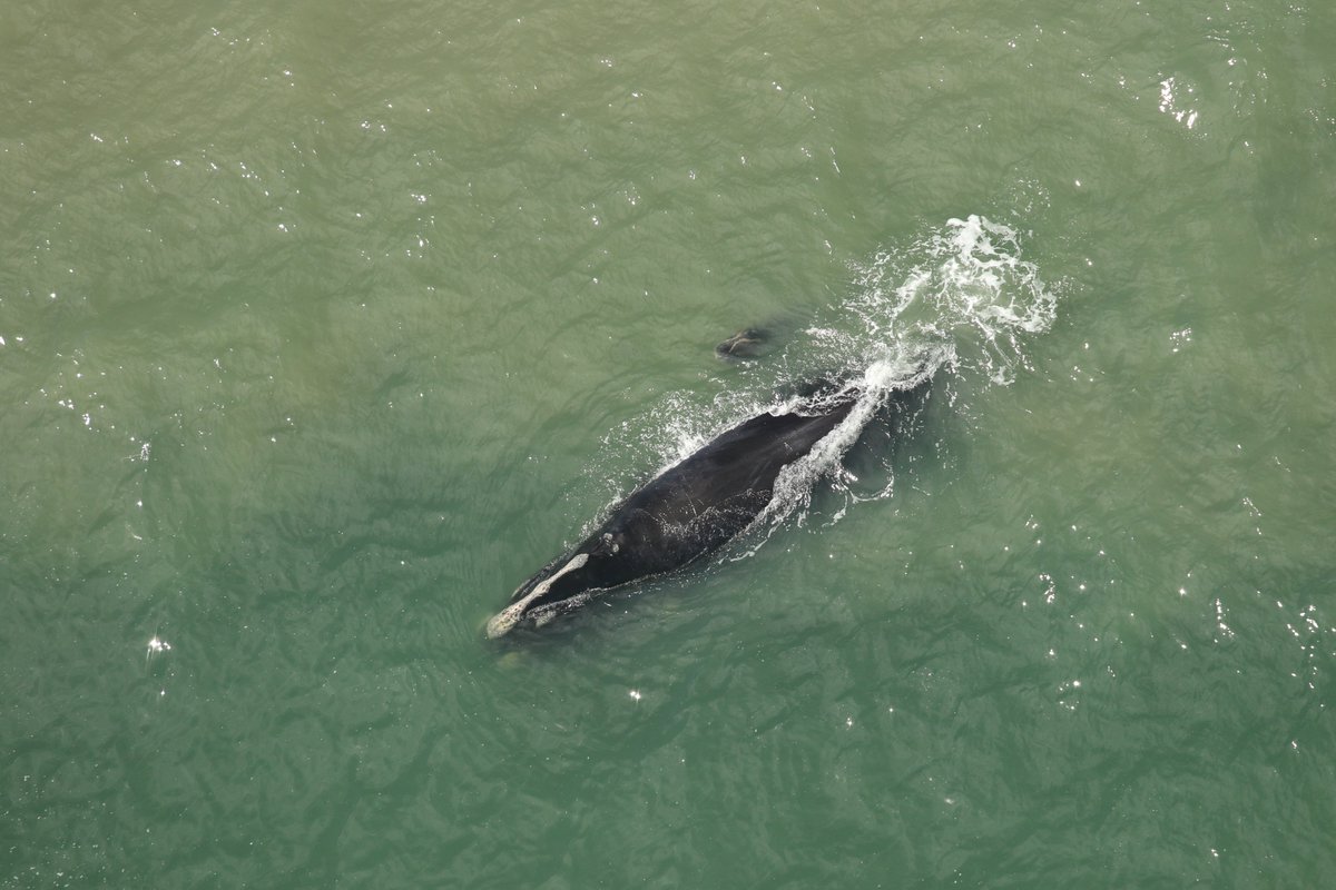NOAA Fisheries tweet media