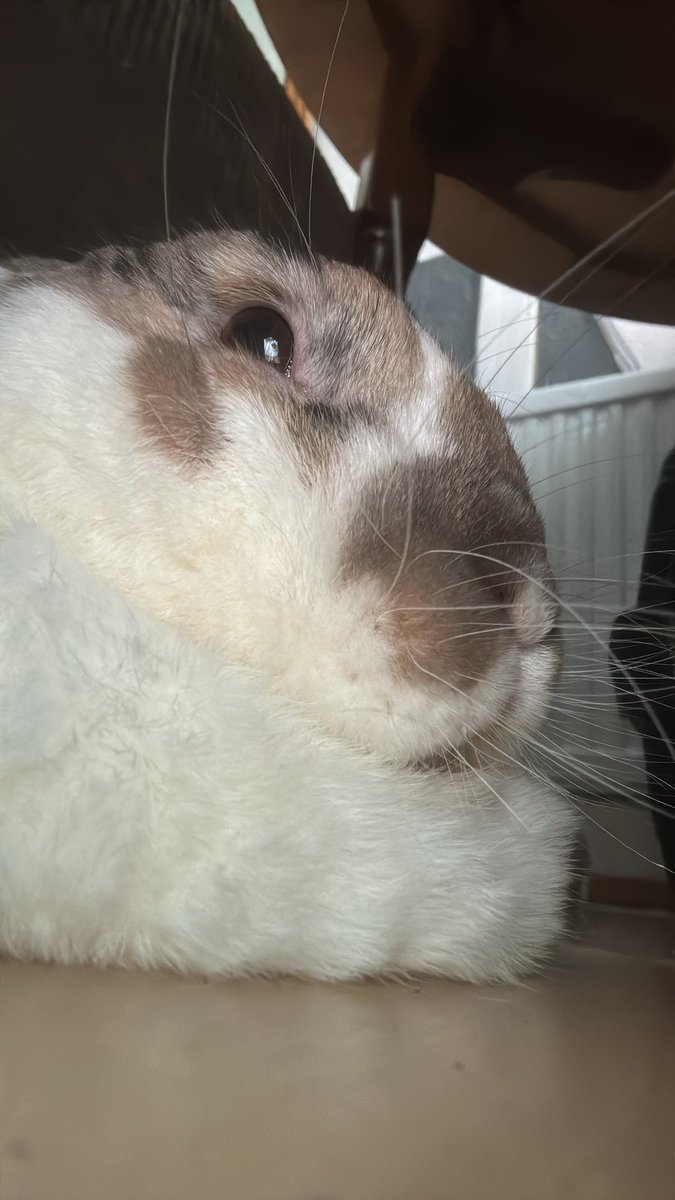 robyn 👱🏻‍♀️& paddy 🐰 tweet media